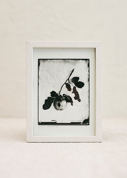 Apple Fine Art Silver Print