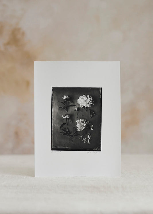 Peony Fine Art Silver Print