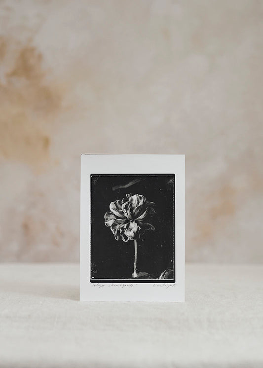 Tulip Fine Art Silver Print